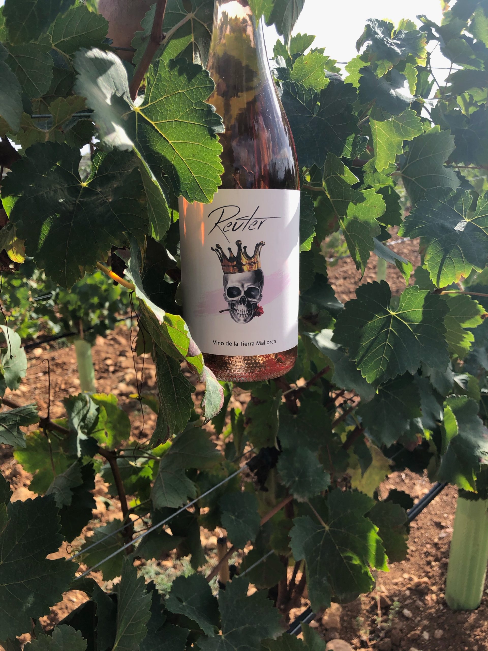 Geschenkpaket - Wein 🍷 Genießerkorb – Bild 6