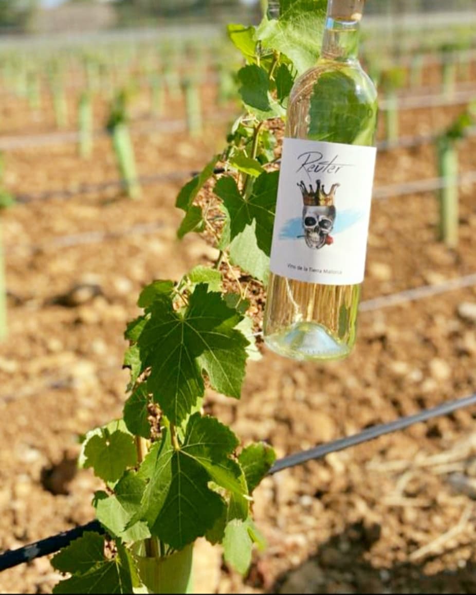 Reuter - Sauvignon Blanc - Weißwein – Bild 2