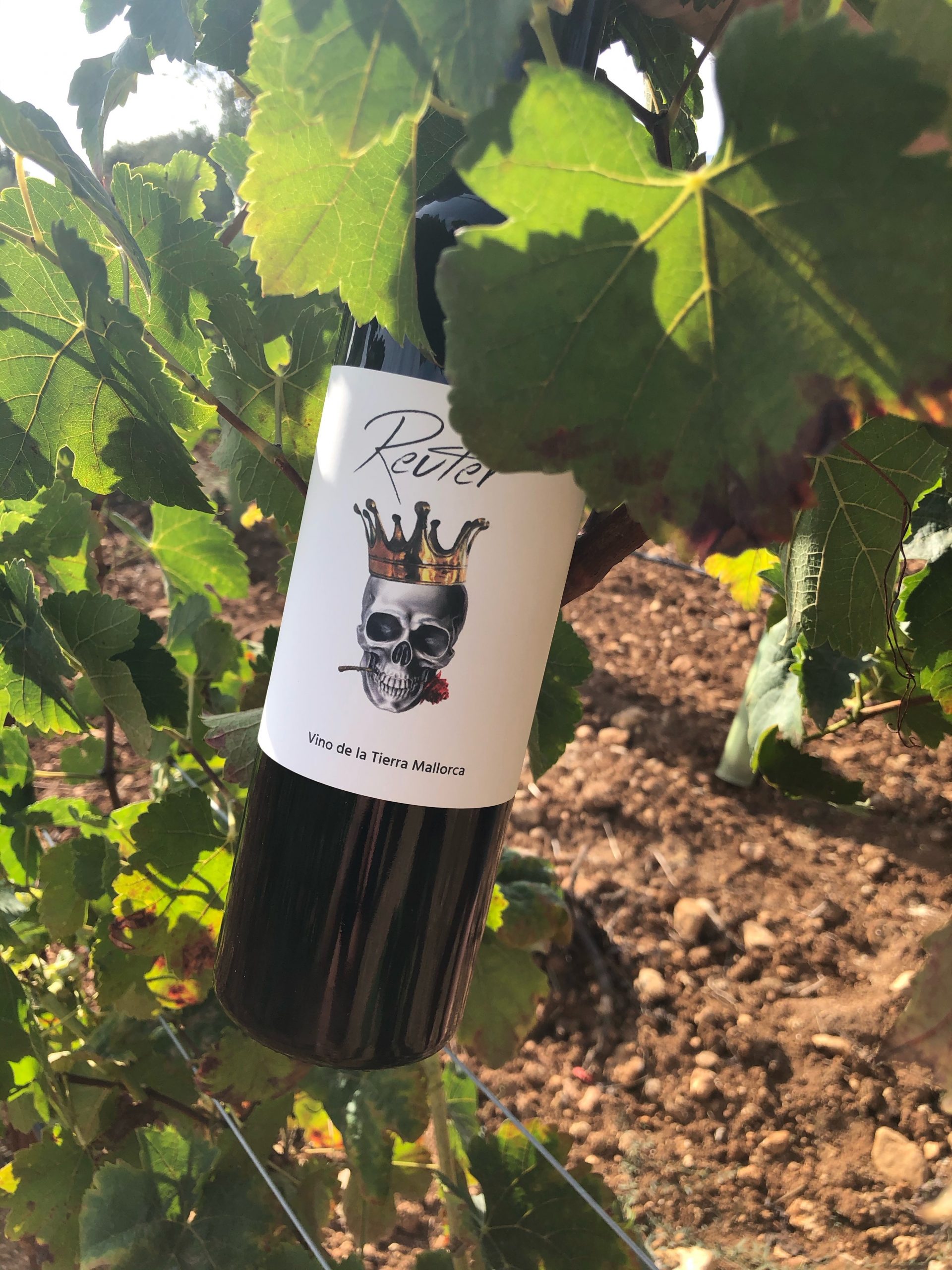 Geschenkpaket - Wein 🍷 Genießerkorb – Bild 5